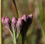 Bristleleaf chaffhead